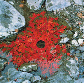 WriteDesign - Historical and Cultural Context - Andy Goldsworthy - Beneath  the Surface Appearance